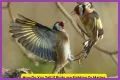 Are birds fighting or mating?