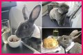Bunny in a bow tie lives the high life flying business class with owner and being served nuts by stewardesses