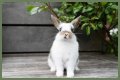 Do rabbits eat caladiums?