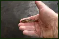 How long will minnows stay alive?