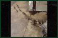 Rats Run Out From Under Homeless Person's Blanket on NYC Subway Platform